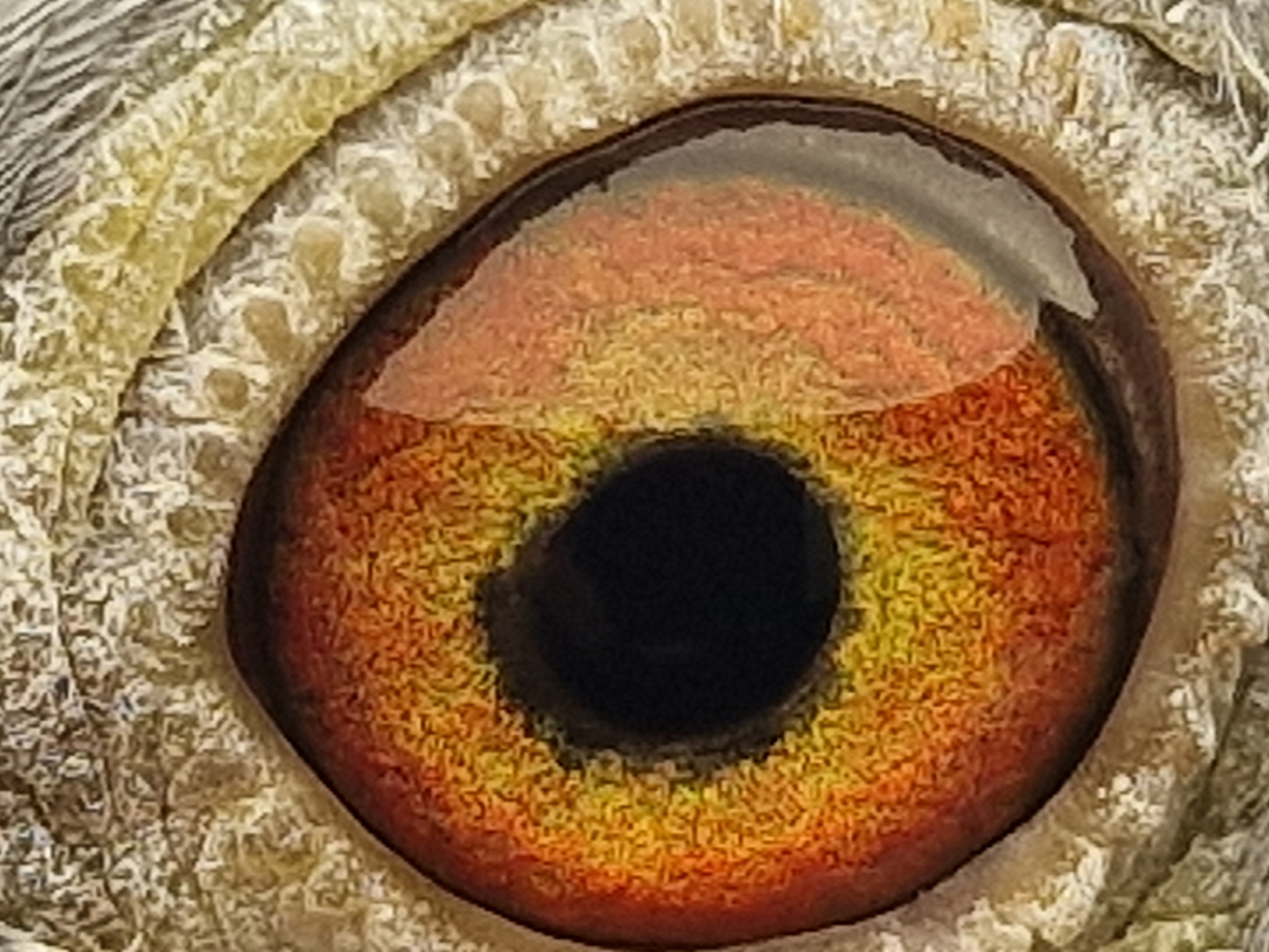 Pigeon eye